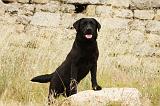 LABRADOR 961